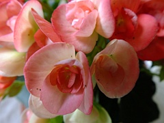 begonia13 (35)
